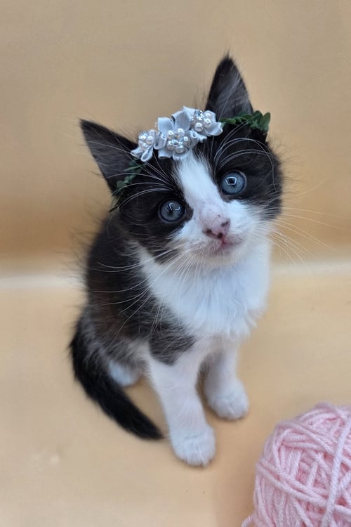 MIRANDA - Domestic Long Hair / Tuxedo available for adoption