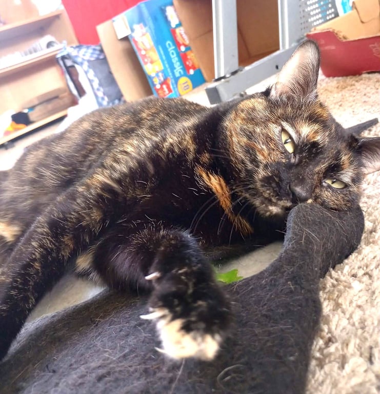 Mimo Image