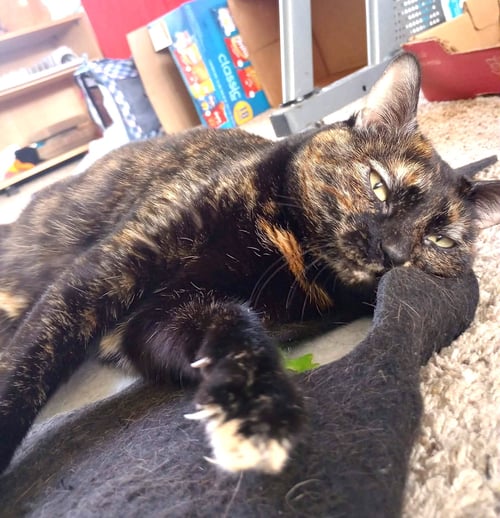 MIMO - Tortoiseshell / Domestic Short Hair available for adoption