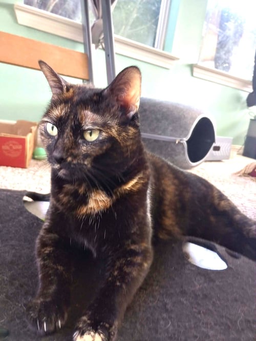 MIMO - Tortoiseshell / Domestic Short Hair available for adoption