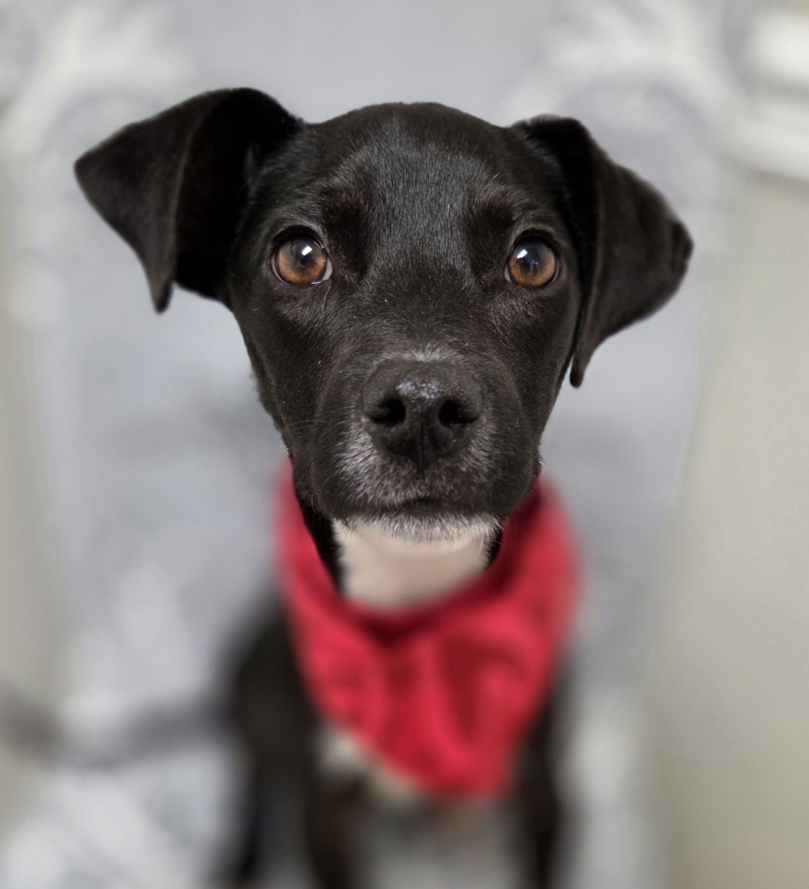 GAMBIT - Jack Russell Terrier / Rat Terrier available for adoption