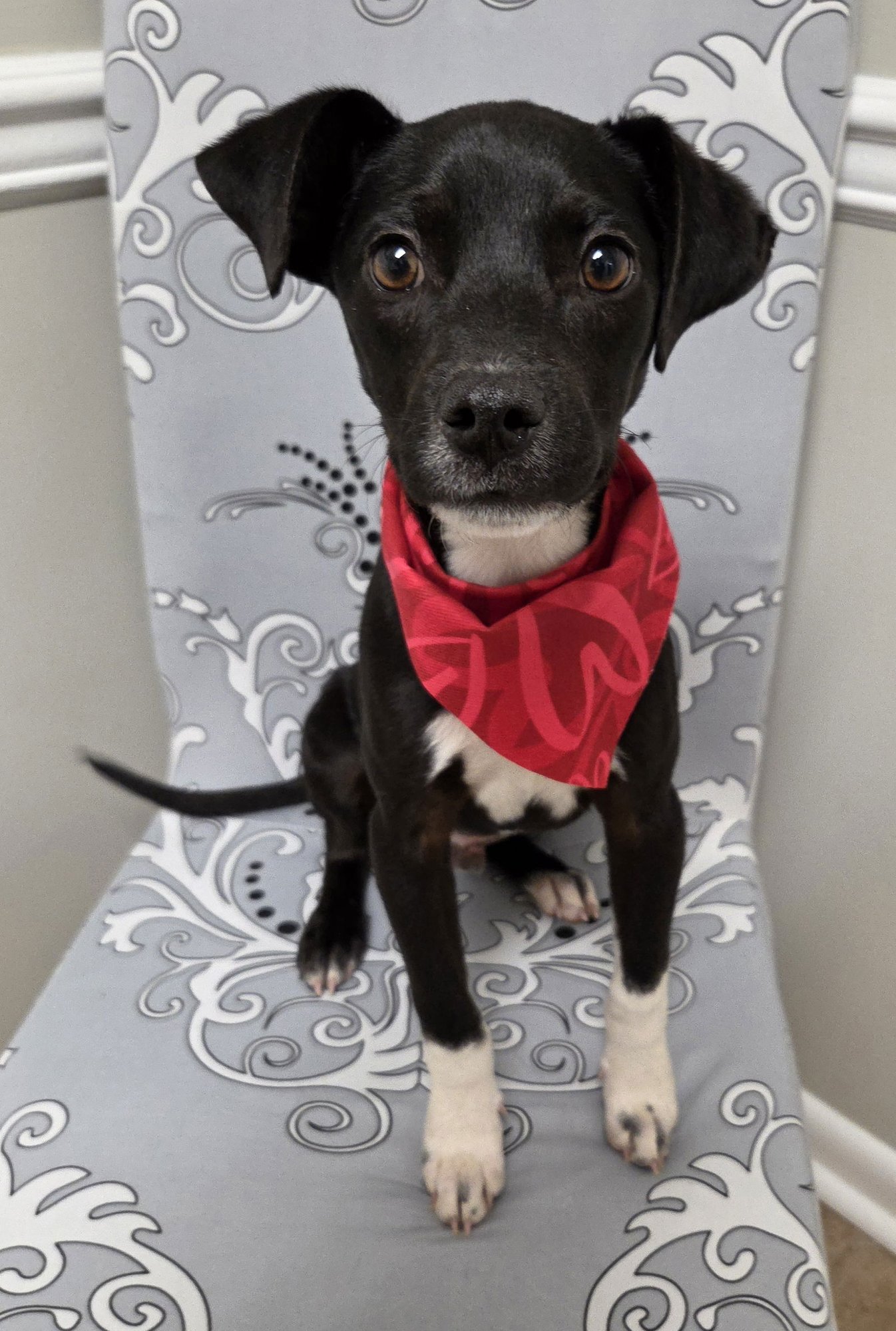 GAMBIT - Jack Russell Terrier / Rat Terrier available for adoption