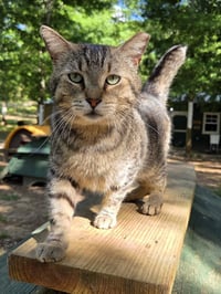 Stub Tail - Photo 1