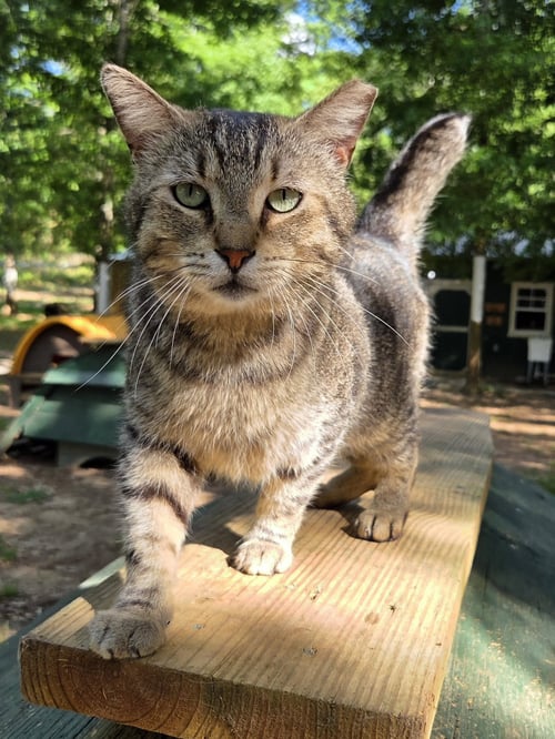 STUB TAIL - Domestic Short Hair / Tabby available for adoption