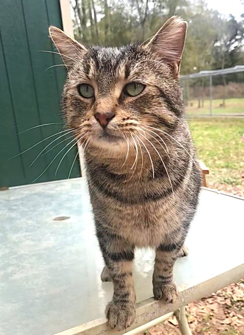 STUB TAIL - Domestic Short Hair / Tabby available for adoption