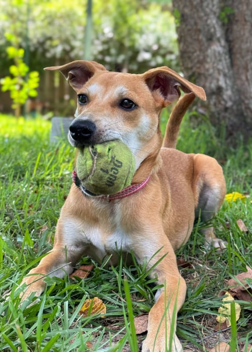 DUCKIE - Whippet available for adoption