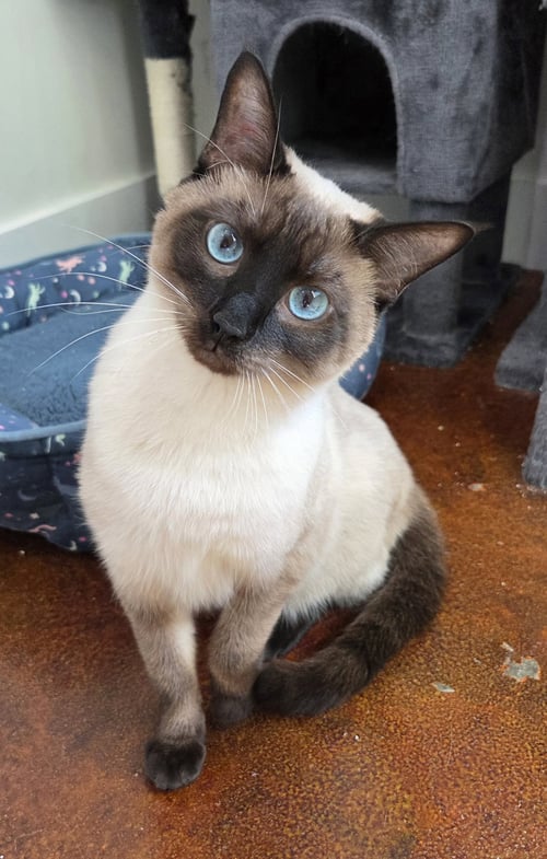 ISABELLE - Siamese / Domestic Short Hair available for adoption