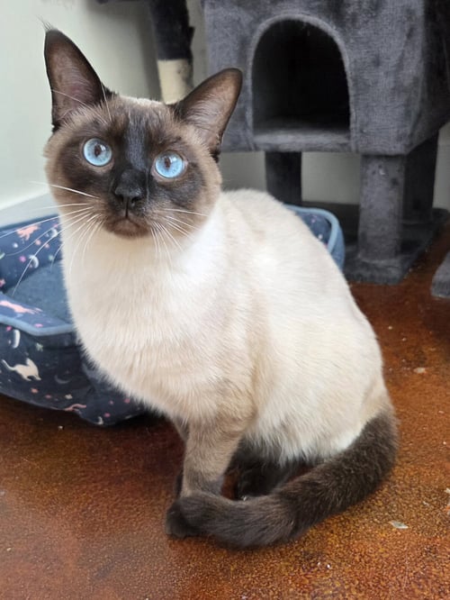 ISABELLE - Siamese / Domestic Short Hair available for adoption