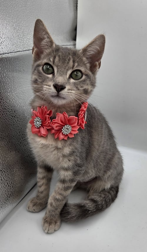WHISKERS - Domestic Short Hair / Tabby available for adoption
