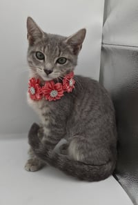 Whiskers - Photo 2
