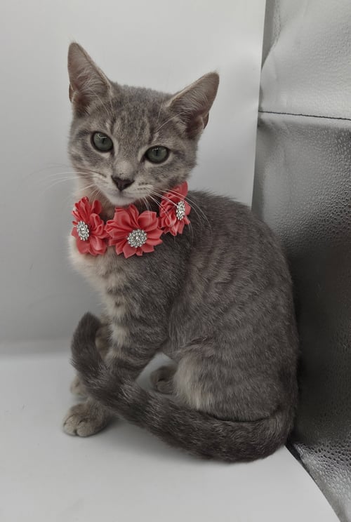 WHISKERS - Domestic Short Hair / Tabby available for adoption