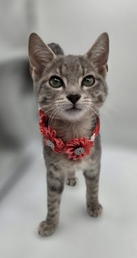 Whiskers - Photo 5