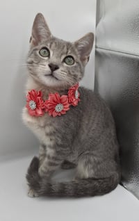 Whiskers - Photo 6