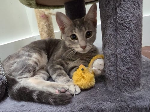 FELICITY - Dilute Tortoiseshell / American Shorthair available for adoption