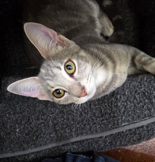 FELICITY - Dilute Tortoiseshell / American Shorthair available for adoption