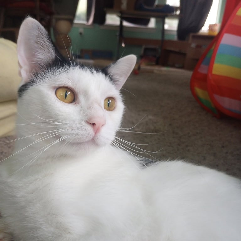 Ollie Image