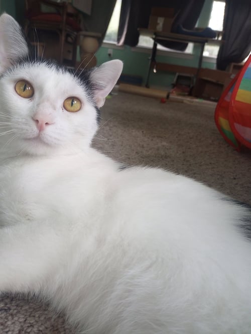 OLLIE - Domestic Short Hair available for adoption