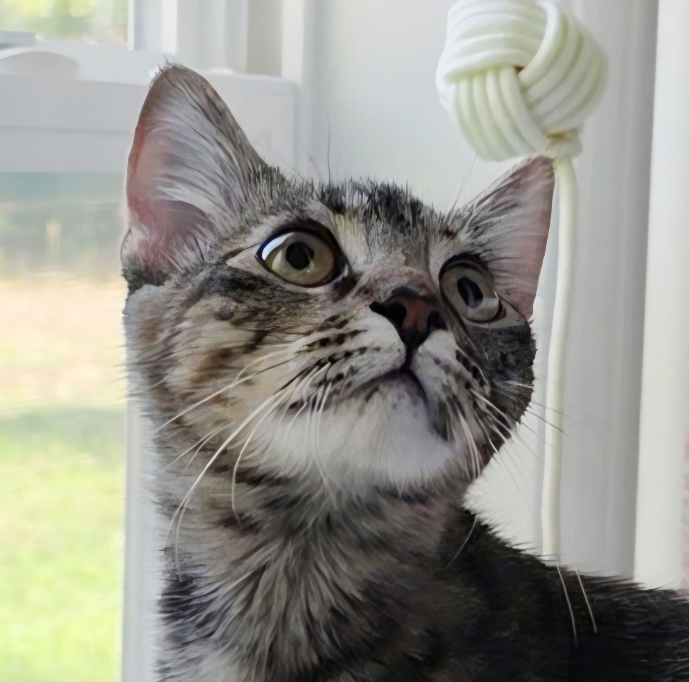 LOKI - Tabby / Tortoiseshell available for adoption