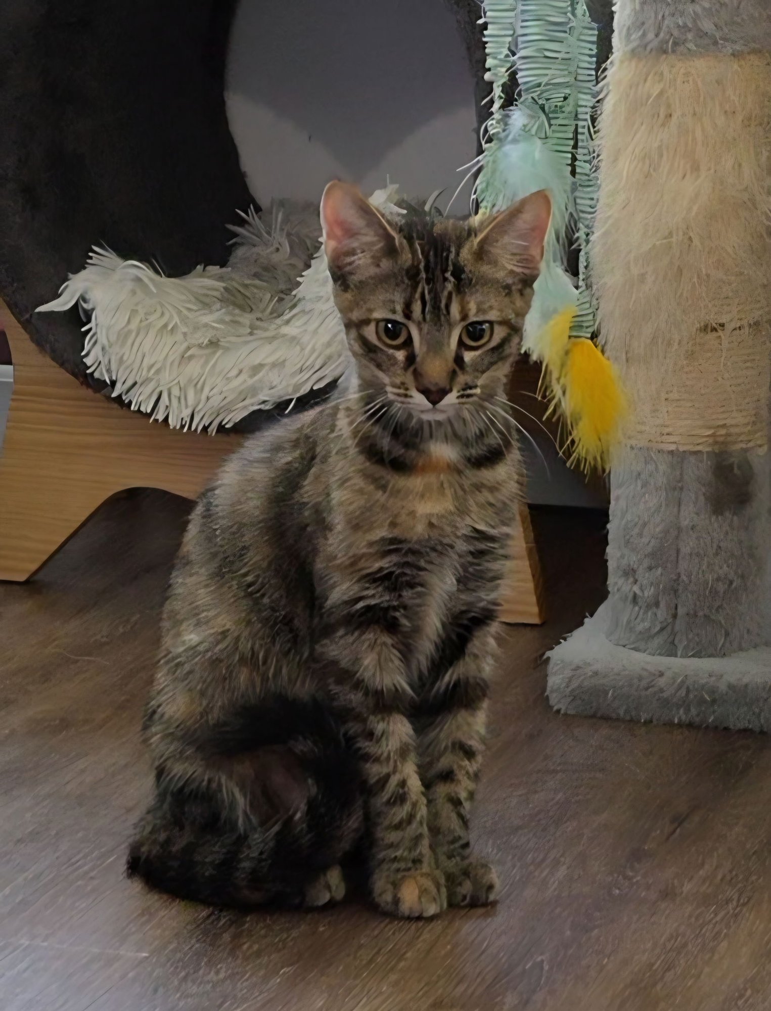 LOKI - Tabby / Tortoiseshell available for adoption