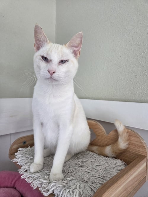 FLAME - Siamese available for adoption