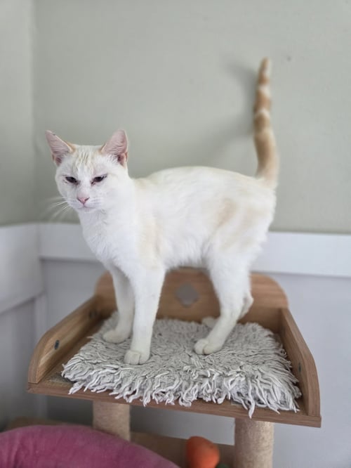 FLAME - Siamese available for adoption