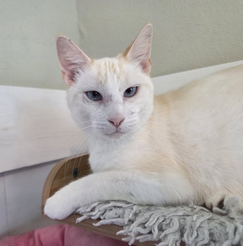 FLAME - Siamese available for adoption