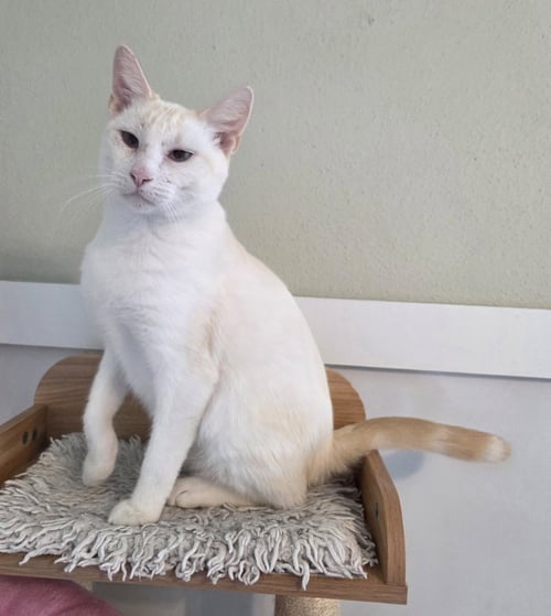 FLAME - Siamese available for adoption