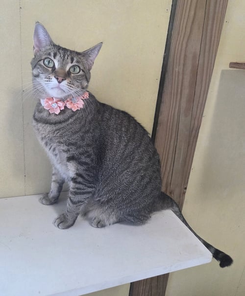 ELLIE - Domestic Short Hair / Tabby available for adoption