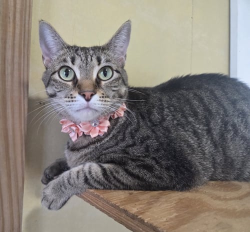 ELLIE - Domestic Short Hair / Tabby available for adoption