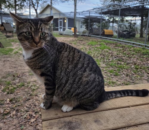 TAJ - Domestic Short Hair / Tabby available for adoption