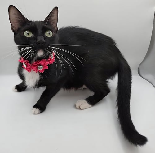 USAGI - Domestic Short Hair / Tuxedo available for adoption