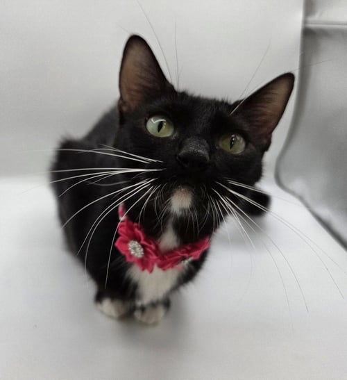 USAGI - Domestic Short Hair / Tuxedo available for adoption