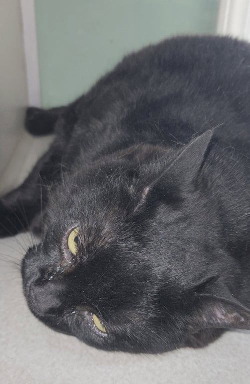 MAMA - Bombay / Domestic Short Hair available for adoption