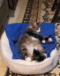 Fluff - Photo 4