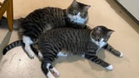 Fluff - Photo 7