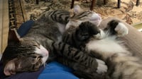 Fluff - Photo 8