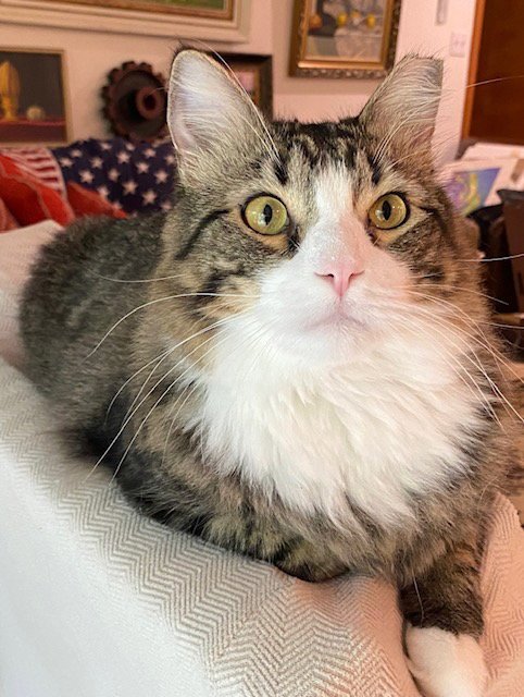 FLUFF - Tabby / Tuxedo available for adoption