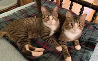 Fluff - Photo 5