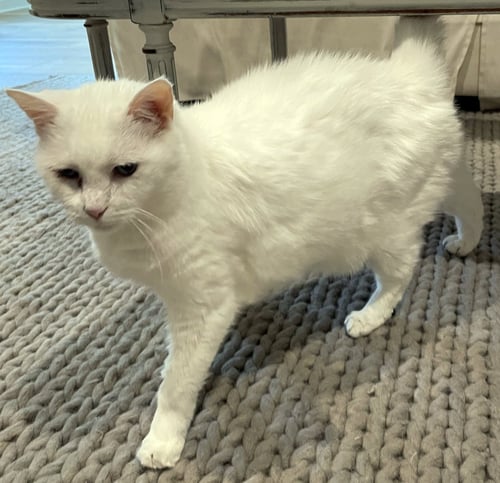LILLY - Domestic Short Hair / Siamese available for adoption