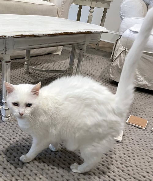 LILLY - Domestic Short Hair / Siamese available for adoption