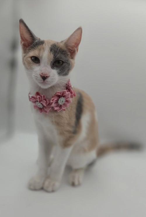 WINNIE - Domestic Short Hair / Calico available for adoption