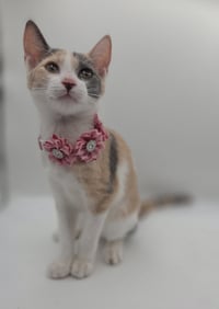Winnie - Photo 4