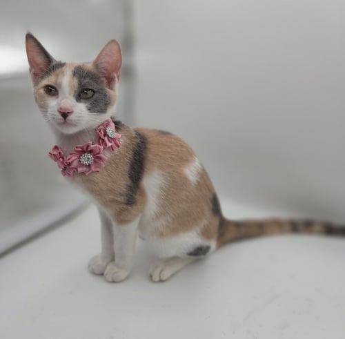 WINNIE - Domestic Short Hair / Calico available for adoption