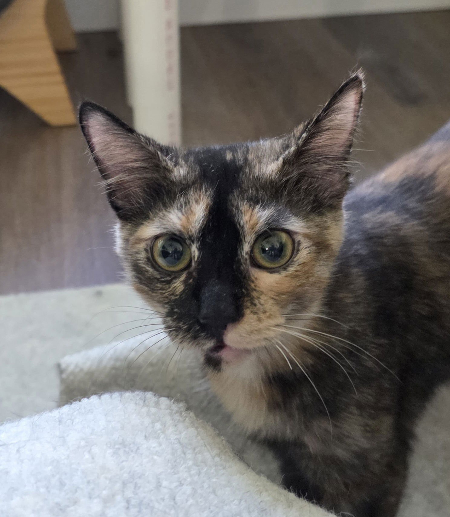 LANA - Tortoiseshell available for adoption