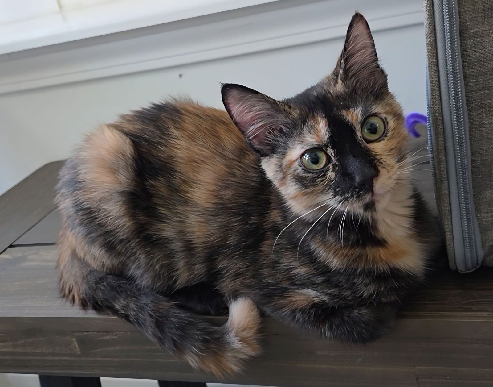 LANA - Tortoiseshell available for adoption