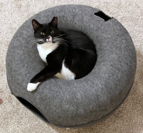 CHANCIE - Tuxedo / Domestic Short Hair available for adoption