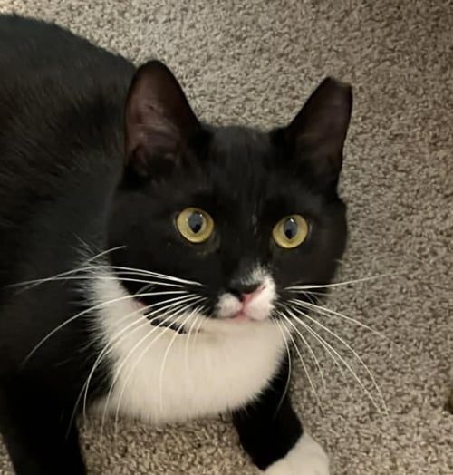 CHANCIE - Tuxedo / Domestic Short Hair available for adoption