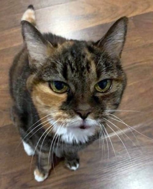 SISSY - Tortoiseshell / Tabby available for adoption