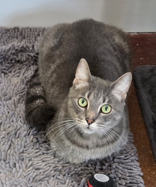 DORIAN - Domestic Short Hair / Tabby available for adoption