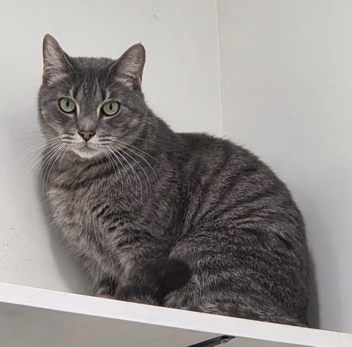 DORIAN - Domestic Short Hair / Tabby available for adoption